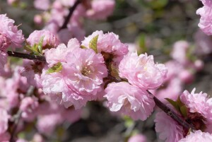 Prunus triloba                         CAC Stammhöhe 80 cm + Krone