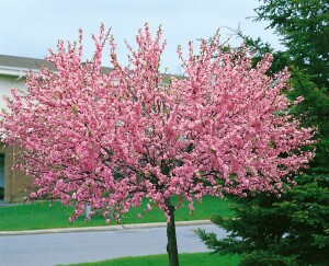 Prunus triloba                         CAC Stammhöhe 80 cm + Krone