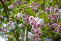 Prunus triloba                         CAC Stammhöhe 80 cm + Krone