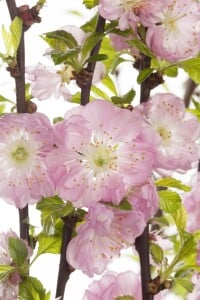 Prunus triloba                         CAC Sta 7,5L...