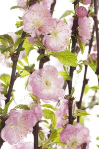 Prunus triloba                         CAC Sta 7,5L      Krone mehrj.   Stammhöhe 60 cm + Krone