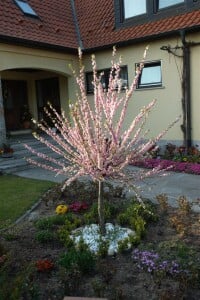 Prunus triloba                         CAC Sta 7,5L      Krone mehrj.   Stammhöhe 60 cm + Krone