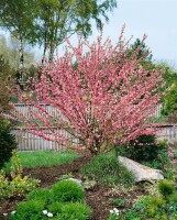 Prunus triloba                         CAC Sta 7,5L      Krone mehrj.   Stammhöhe 60 cm + Krone