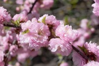 Prunus triloba                         CAC Sta 7,5L      Krone mehrj.   Stammhöhe 60 cm + Krone