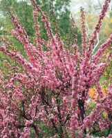 Prunus triloba                         CAC Sta 7,5L      Krone mehrj.   Stammhöhe 60 cm + Krone