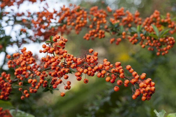 Pyracantha Orange Charmer C 2                        gestäbt 60-  80