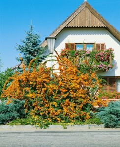 Pyracantha Orange Charmer C 2                        gestäbt 60-  80