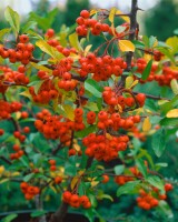 Pyracantha Orange Charmer C 2                        gestäbt 60-  80