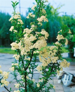 Pyracantha Orange Charmer C 7,5                      gestäbt 100- 125