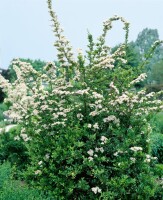 Pyracantha Red Column C 2                        gestäbt 60-  80