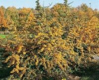 Pyracantha Saphyr Jaune  -R- C 2 60-  80