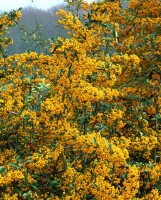 Pyracantha Saphyr Jaune  -R- C 2 60-  80