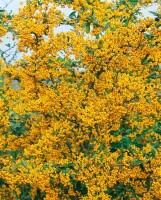 Pyracantha Saphyr Jaune  -R- C 2 60-  80