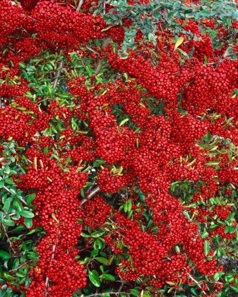 Pyracantha Saphyr Rouge  -R- C 2 60-  80