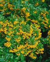 Pyracantha kräftigeil dOr C 7,5                      gestäbt 100- 125