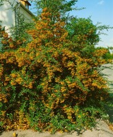 Pyracantha kräftigeil dOr C 7,5                      gestäbt 100- 125