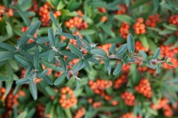 Pyracantha Teton C 2 40-  60