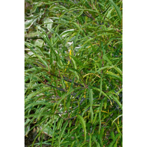 Rhamnus frangula Asplenifolia C5 40-  60