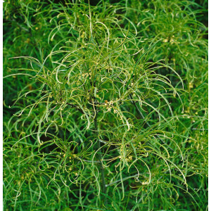 Rhamnus frangula Asplenifolia C5 40-  60