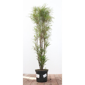 Rhamnus frangula Asplenifolia 60- 100 cm
