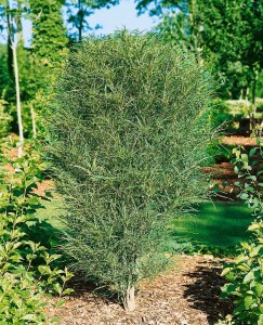 Rhamnus frangula Fine Line  -R- 40- 60 cm