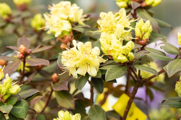 Rhododendron hanceanum Princess Anne 25- 30 cm