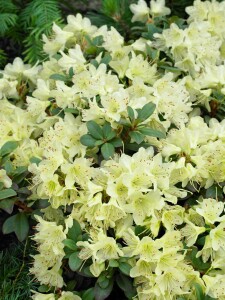 Rhododendron hanceanum Princess Anne 25- 30 cm