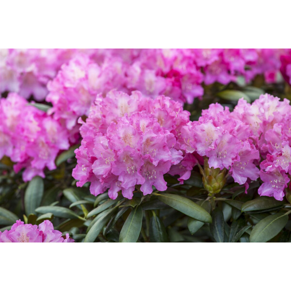 Rhododendron Hybr.Anastasia  -R- C 5 30-  40