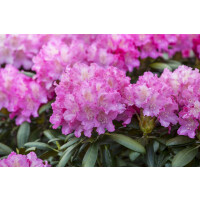 Rhododendron Hybr.Anastasia  -R- C 5 30-  40