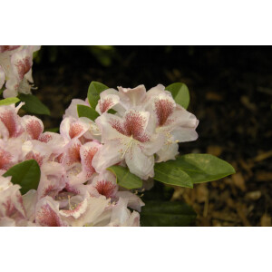 Rhododendron Hybr.Belami  -R- C 5 30-  40