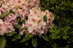 Rhododendron Hybr.Belami  -R- C 5 30-  40