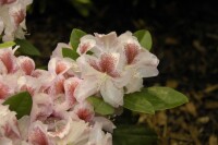 Rhododendron Hybr.Belami  -R- C 5 30-  40