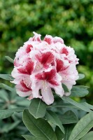 Rhododendron Hybr.Belami  -R- C 5 30-  40