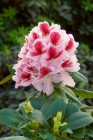 Rhododendron Hybr.Belami  -R- C 5 30-  40