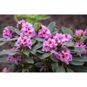 Rhododendron Hybr.Belami  -R- C 7,5 40-  50