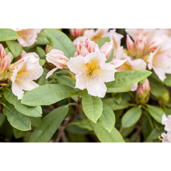 Rhododendron Hybr.Belkanto  -R- C 7,5 40-  50