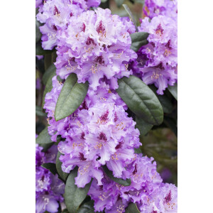 Rhododendron Hybr.Blue Peter 30- 40 cm