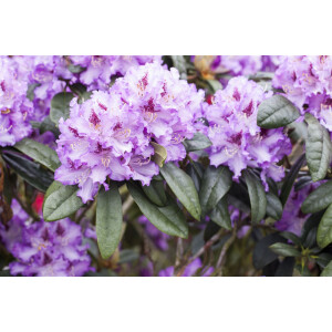 Rhododendron Hybr.Blue Peter 5L 30-  40