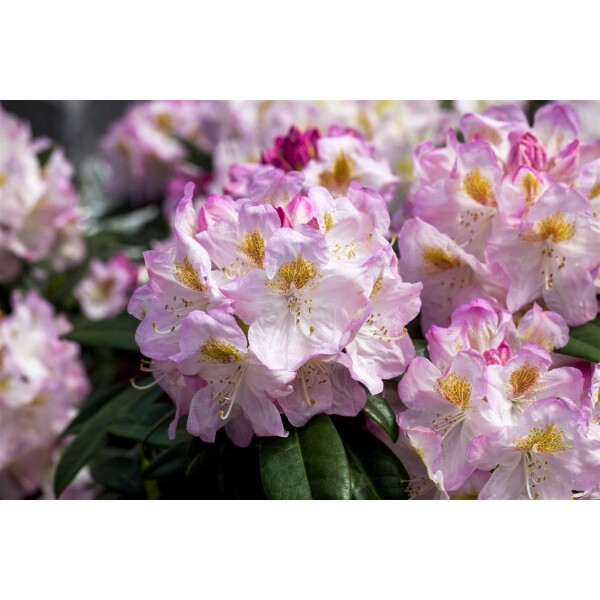 Rhododendron Hybr.Brigitte C 5 30-  40