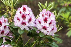 Rhododendron Hybr.Cassata C 5 30-  40