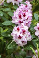 Rhododendron Hybr.Cassata C 5 30-  40