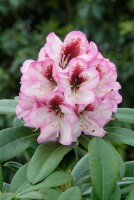 Rhododendron Hybr.Cassata C 5 30-  40