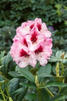 Rhododendron Hybr.Cassata C 5 30-  40