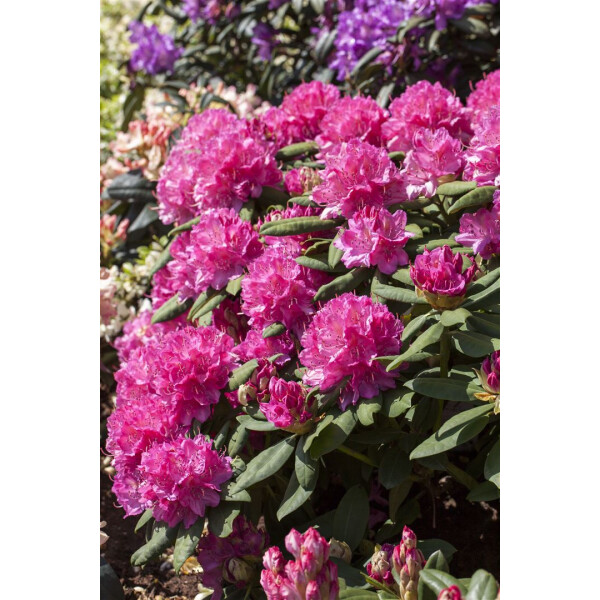 Rhododendron Hybr.Catharine van Tol C 5 30-  40