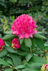 Rhododendron Hybr.Catharine van Tol C 5 30-  40