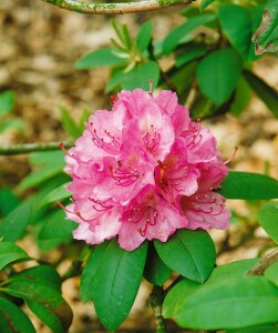 Rhododendron Hybr.Catharine van Tol C 5 30-  40