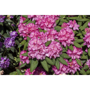 Rhododendron Hybr.Catharine van Tol C 5 30-  40