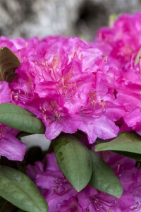 Rhododendron Hybr.Catharine van Tol C 5 30-  40