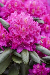 Rhododendron Hybr.Catharine van Tol C 5 30-  40