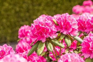 Rhododendron Hybr.Catharine van Tol C 5 30-  40